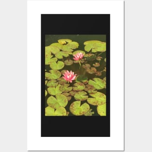 Water Lilies Posters and Art